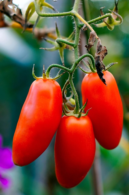 Tomate Italiano (kg)